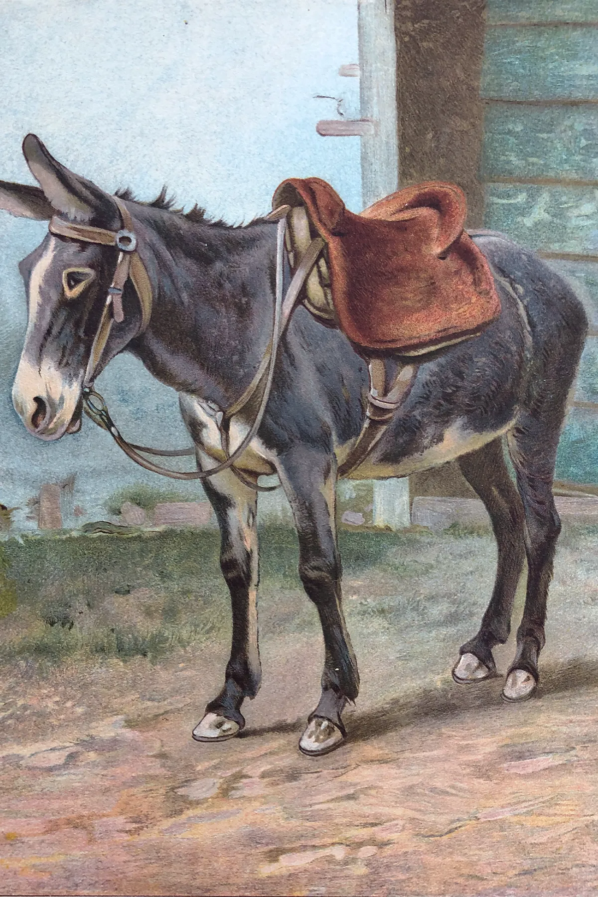 Donkey